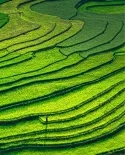 Greenwashing